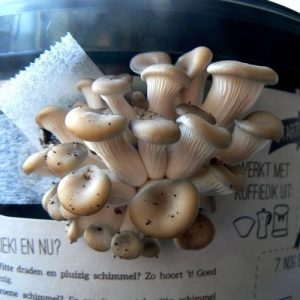Κιτ Καλλιέργειας Μανιταριών / Pleurotus