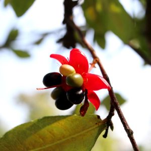 Το Φυτό του Mickey Mouse (Ochna integerrima) - 10 σπόροι