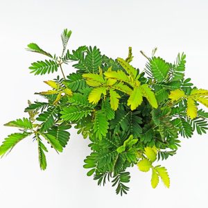 Μιμόζα του Νερού - Neptunia oleracea - 8+ σπόροι