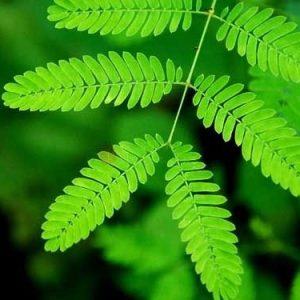 Μιμόζα / Mimosa Pudica 0.5γρ Σπόροι / Φυτό που Κουνιέται! (μη μου απτου)