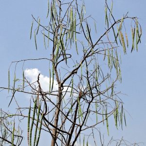 Το Δέντρο της Ζωής (Moringa) - 15 σπόροι