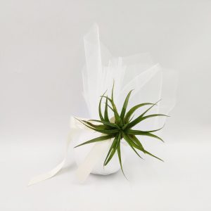 Πρωτότυπη Μπομπονιέρα Airplant Tilandsia Μultiflora