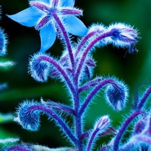 Μποράντζα - Borago officinalis, 2g σπόροι