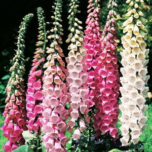 Ντιτζιτάλις (Digitalis Purpurea) ανάμικτα χρώματα 0,4g. Σπόροι
