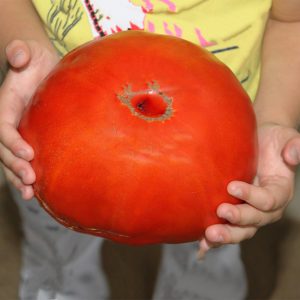 Πελώρια Κόκκινη Ντομάτα Red Giant 2 kg - 0,5γρ. Σπόροι