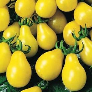 Ντομάτα Κίτρινο Αχλάδι "Yellow Pear" - 0,2g Σπόροι