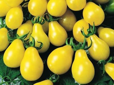 Ντομάτα Κίτρινο Αχλάδι "Yellow Pear" - 0,2g Σπόροι
