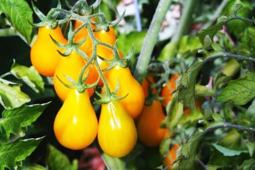 Ντομάτα Κίτρινο Αχλάδι "Yellow Pear" - 0,2g Σπόροι - Image 2