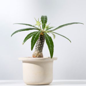 Κάκτος (Pachypodium geayi) - 10 σπόροι