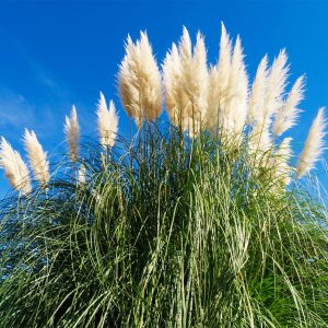 Γυνέριο Λευκό / Pampas Grass - Cortaderia selloana 0.03g σπόροι