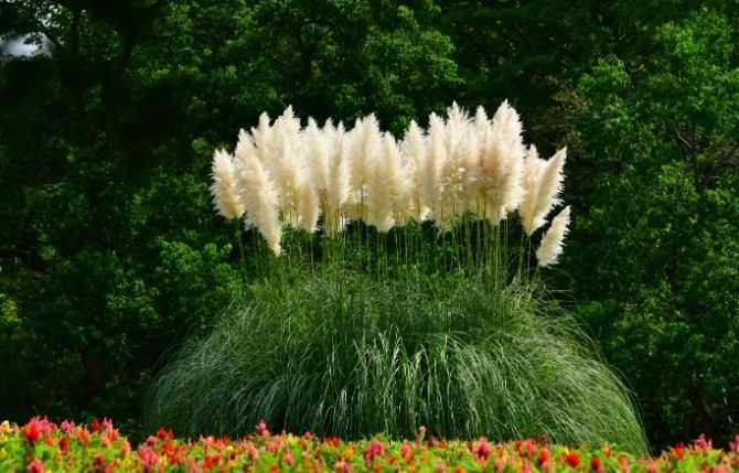 Γυνέριο Λευκό / Cortaderia selloana - 0.5 γρ σπόροι - Image 2