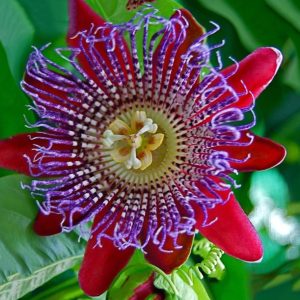 Ρολογιά κόκκινη - Passiflora, 10+ σπόροι