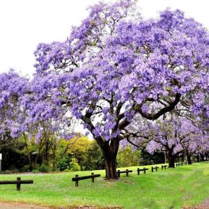 Παυλώνια / Paulownia Tomentosa