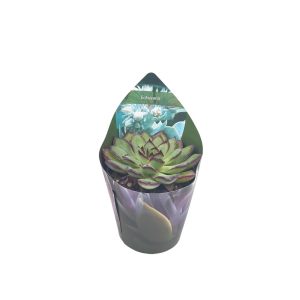 Παχύφυτο "Echeveria-pulidonis" - 6,5 εκ.