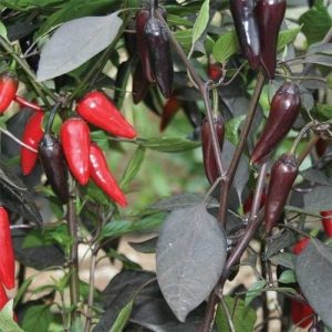 Καυτερή Πιπεριά Dracula/Black Pepper F1 -  10 σπόροι