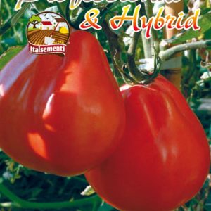 Ντομάτα Fiorentino Lucca (Solanum lycopersicum) 0,80γρ. Σπόροι