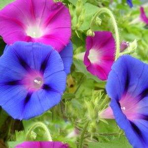 Πρωινή χαρά/Ιπομέα (Morning Glory) 2γρ σπόροι αναμικτα χρώματα.