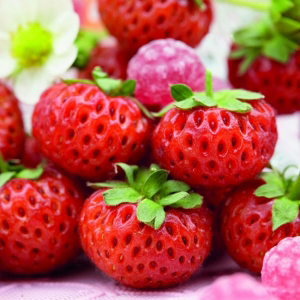 Φράουλα Raspy Strawberry - 2 ρίζες
