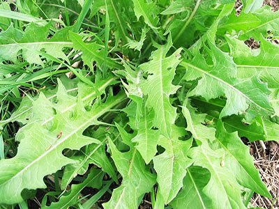 Ραδίκι/ραδίκια Chicory 10gr. σπόροι