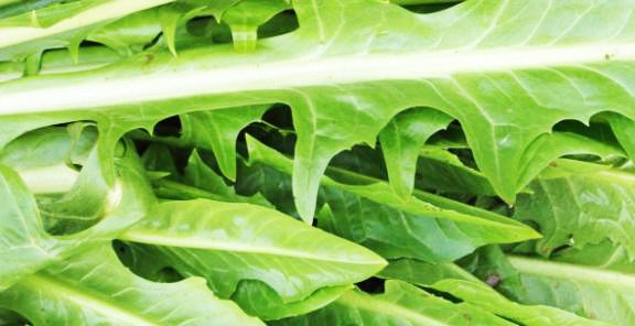 Ραδίκι/ραδίκια Chicory 10gr. σπόροι - Image 2
