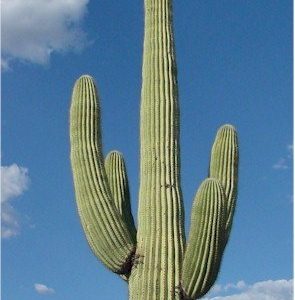 Κάκτος "Saguaro Giant" - 30 σπόροι