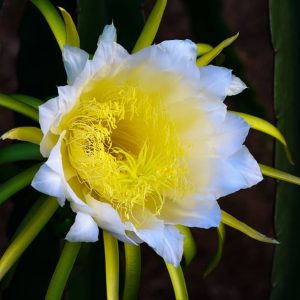 Κάκτος "Η Βασίλισσα της Νύχτας" (Selenicereus grandiflorus) - 50 σπόροι