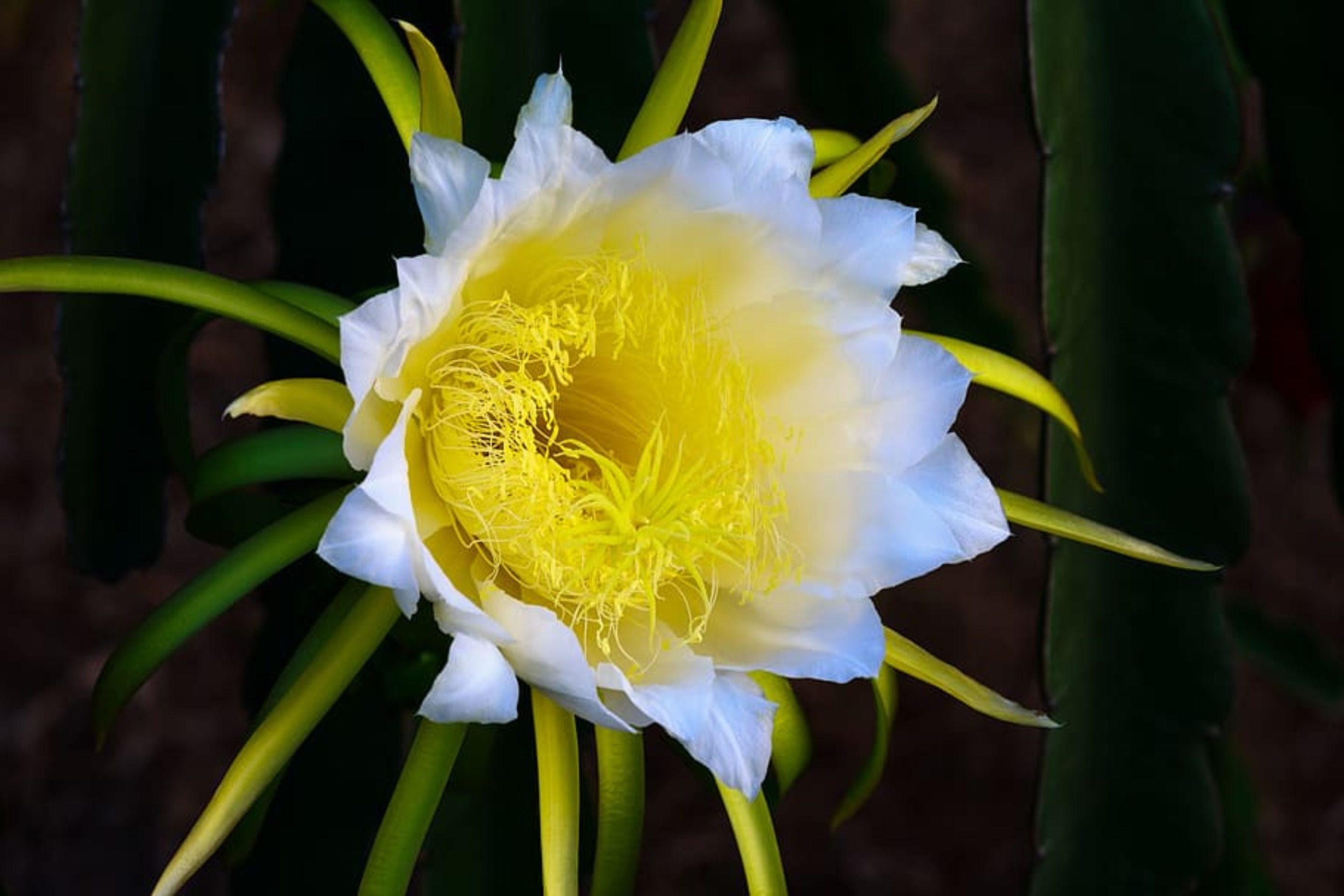 Κάκτος "Η Βασίλισσα της Νύχτας" (Selenicereus grandiflorus) - 50 σπόροι