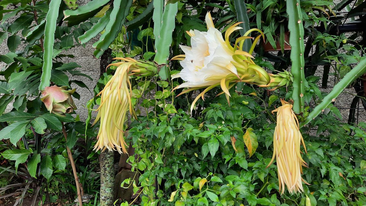 Κάκτος "Η Βασίλισσα της Νύχτας" (Selenicereus grandiflorus) - 50 σπόροι - Image 2