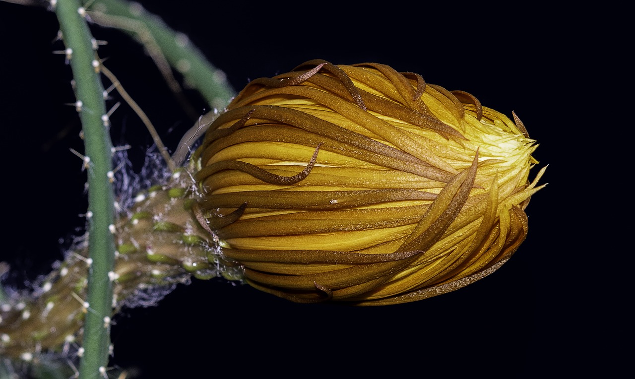 Κάκτος "Η Βασίλισσα της Νύχτας" (Selenicereus grandiflorus) - 50 σπόροι - Image 3