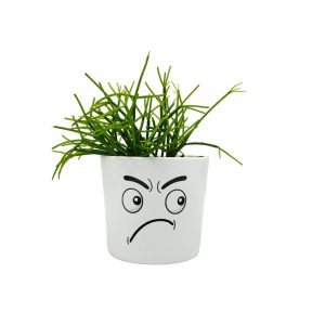 Σύνθεση Rhipsalis σε κασπώ με φατσούλα διπλή happy /angry!