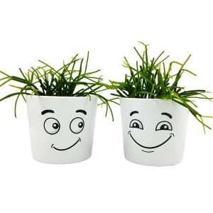 Σύνθεση Rhipsalis με κασπώ φατσούλα διπλή!