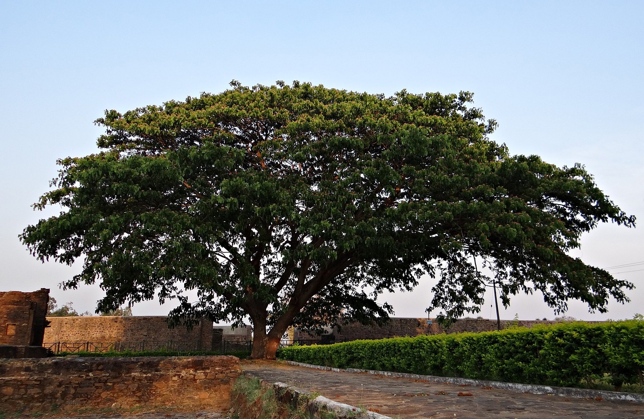 Ακακία Κωνσταντινουπόλεως (Albizia saman) Sleeping Tree - 10 σπόροι - Image 2