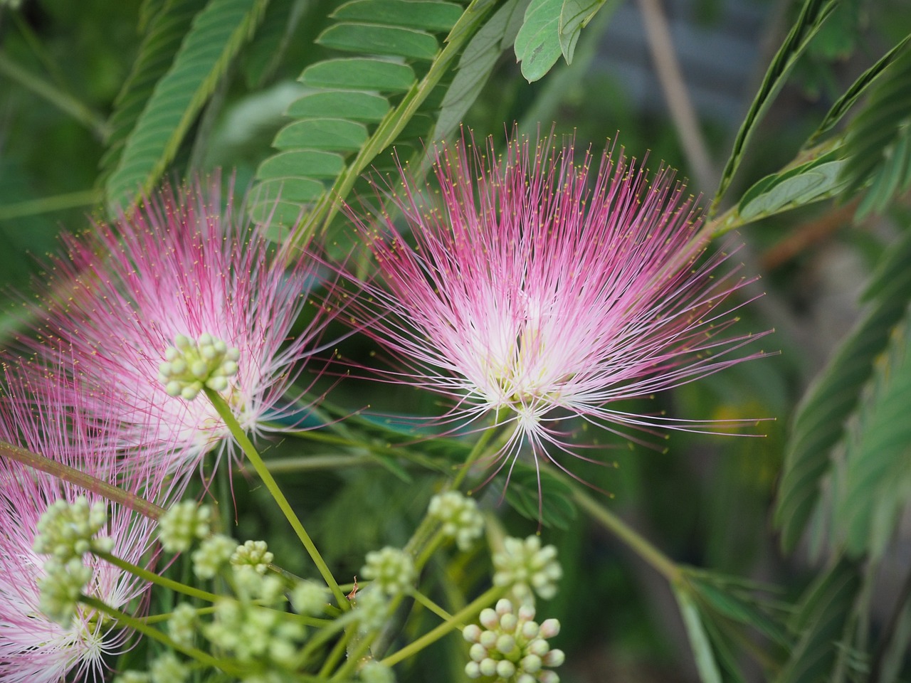 Ακακία Κωνσταντινουπόλεως (Albizia saman) Sleeping Tree - 10 σπόροι - Image 3
