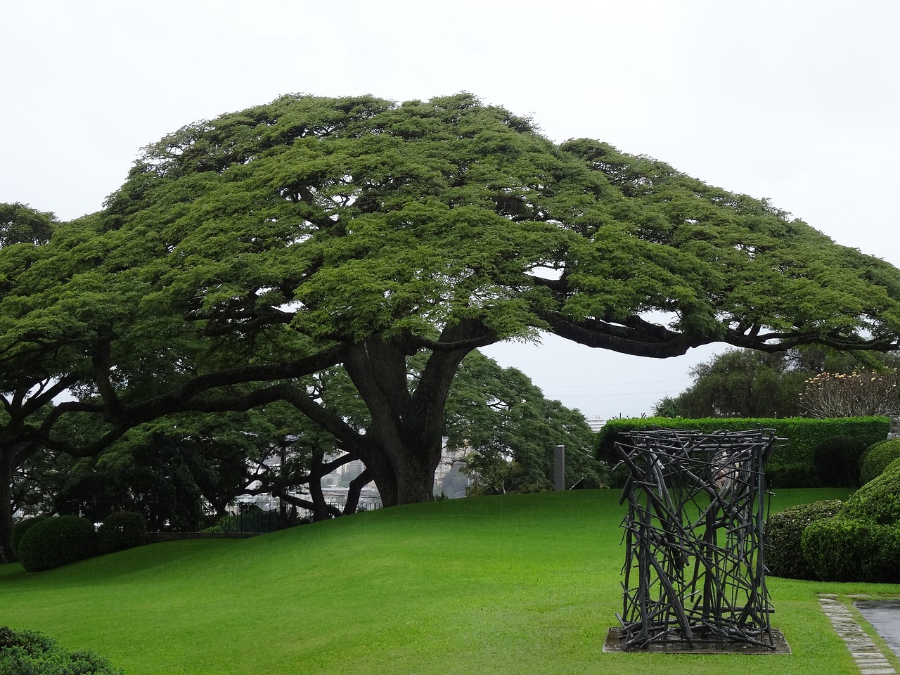 Ακακία Κωνσταντινουπόλεως (Albizia saman) Sleeping Tree - 10 σπόροι