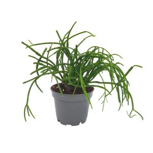 Rhipsalis σε γλαστράκι 6εκ.