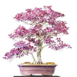 Smoke tree (Continus coggyria) - 70+ σπόροι