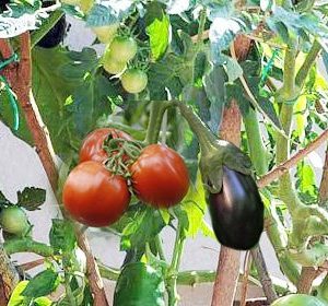 Σολάνο Δέντρο / Σολανόδεντρο "Thai Green Pea" - 10 Σπόροι