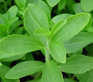 Στέβια (stevia rebaudiana) 0.01g