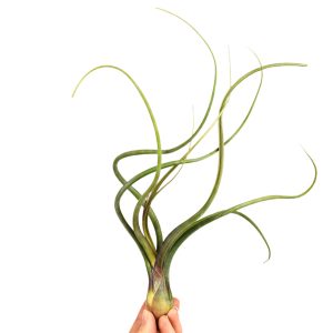 Αερόφυτο Tillandsia Baileyi
