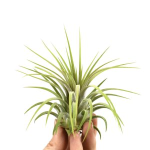Αερόφυτο Tillandsia Ionantha Rubra - Medium
