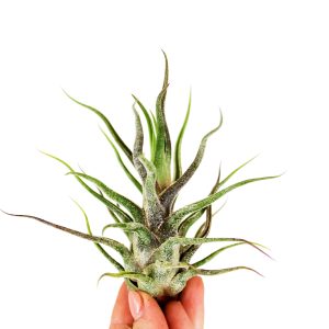 Αερόφυτο Tillandsia Pruinosa