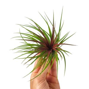 Αερόφυτο Tillandsia Rainforest Κόκκινο