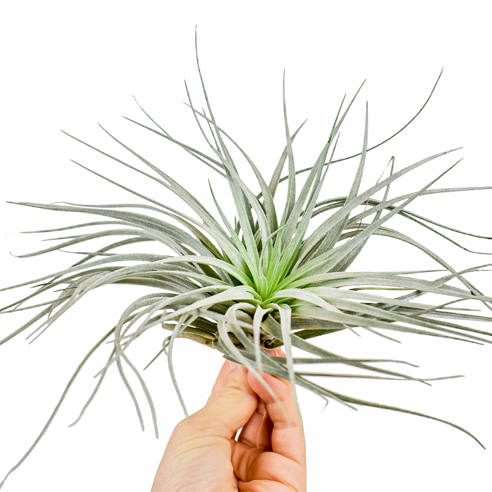 Αερόφυτο Tillandsia Ασημί