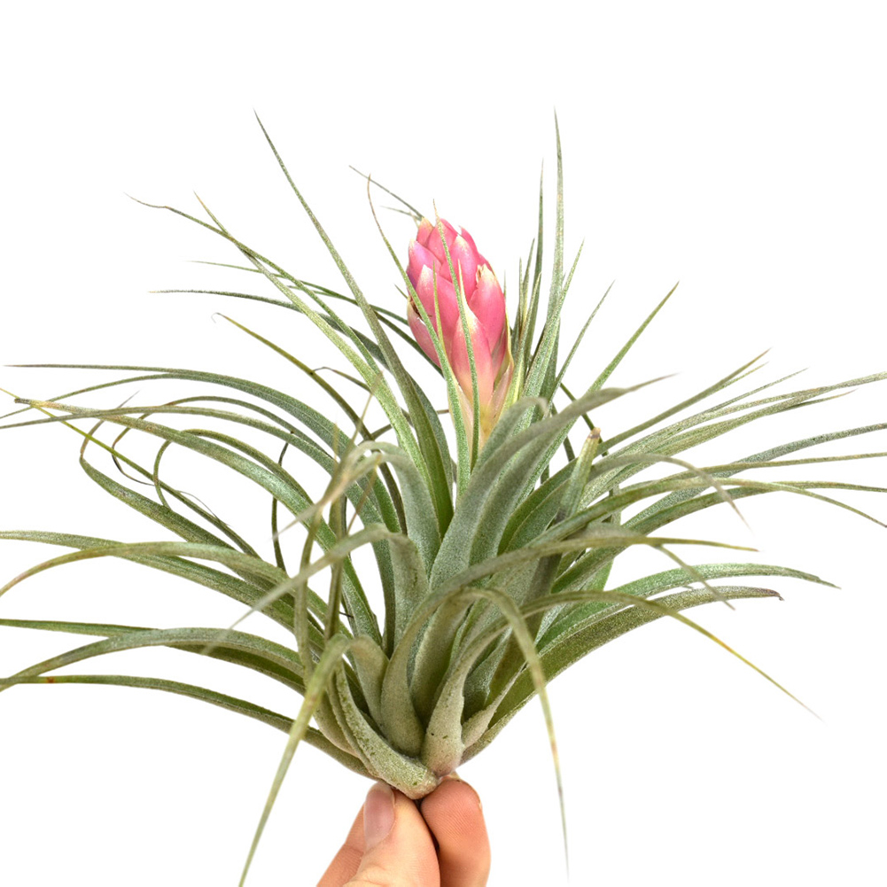 Αερόφυτο Tillandsia Ασημί - Image 2