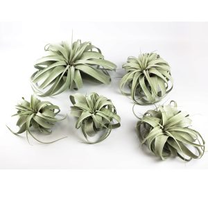 Αερόφυτο Tillandsia Xerographica