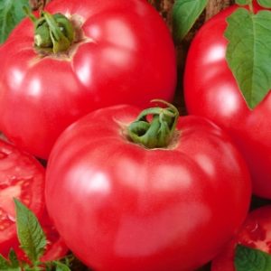 Ντομάτα Favorit - 0.75g σπόροι