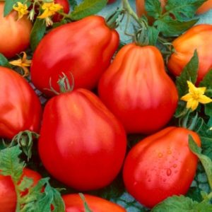 Ντομάτα Red Pear -  0.3g σπόροι