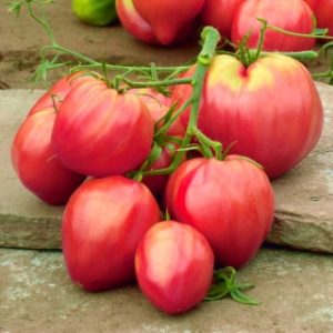 Ντομάτα Pink Oxheart/Bawole - σπόροι 0,1g