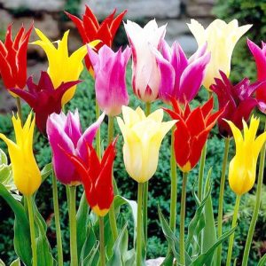 Τουλίπα Lily Ανάμικτα Χρώματα! - 7 Βολβοί