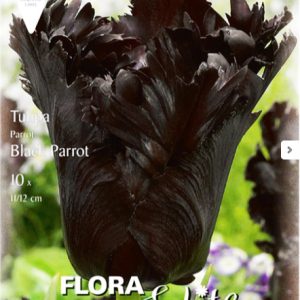 Τουλίπα Μαύρη Black Parrot - 7 Βολβοί